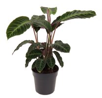 calathea warscewiczii (Pauwenplant) potmaat 19cm planthoogte 75cm - afbeelding 3