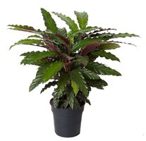 Calathea wavestar (Pauwenplant), pot 19 cm, h 70 cm - afbeelding 1