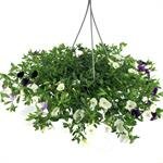 Calibrachoa  'Trixi Sindbad, pot 23 cm, h 30 cm