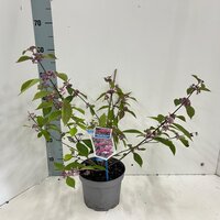 callicarpa bodinieri 'profusion', pot 19 cm, h 55 cm - afbeelding 1
