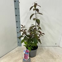 callicarpa bodinieri 'profusion', pot 19 cm, h 55 cm - afbeelding 2