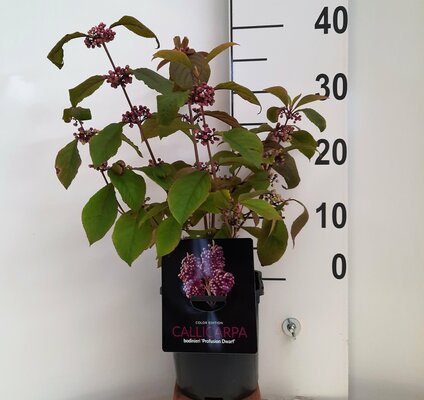 Callicarpa Magical Deep Purple, pot 19 cm, h 35 cm - afbeelding 1