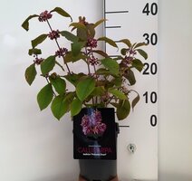 Callicarpa Magical Deep Purple, pot 19 cm, h 35 cm - afbeelding 4