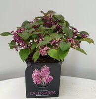 Callicarpa Magical Deep Purple, pot 19 cm, h 35 cm - afbeelding 2