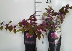 Callicarpa Magical Deep Purple, pot 19 cm, h 35 cm - afbeelding 3