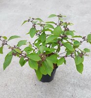 Callicarpa Magical Deep Purple, pot 19 cm, h 35 cm - afbeelding 4