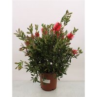 Callistemon cit. Splendens, pot 24 cm, h 90 cm