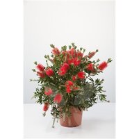 Callistemon Laevis, pot 30 cm, h 120 cm - afbeelding 2