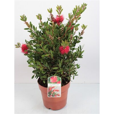 Callistemon Laevis, pot 30 cm, h 120 cm - afbeelding 1