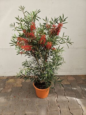 callistemon vim Kings park special, pot 24, h 60 cm - afbeelding 1