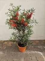 callistemon vim Kings park special, pot 24, h 60 cm - afbeelding 1