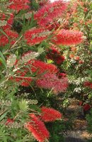 callistemon vim Kings park special, pot 24, h 60 cm - afbeelding 2