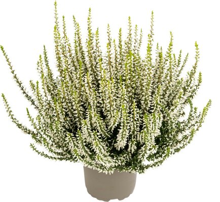 Calluna vulg. Elisa, pot 13 cm, h 15 cm