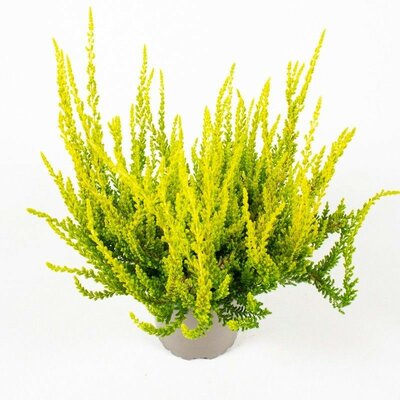 Calluna vulg. Zeta, pot 13 cm, h 15 cm