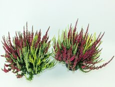 Calluna vulgaris Trio p13