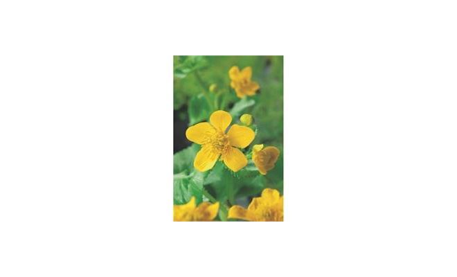 Caltha palustris P18