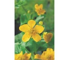 Caltha palustris P18