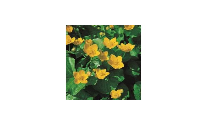 Caltha palustris P9