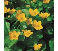 Caltha palustris P9