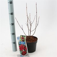 Calycanthus floridus, pot 17 cm, h 30 cm - afbeelding 3