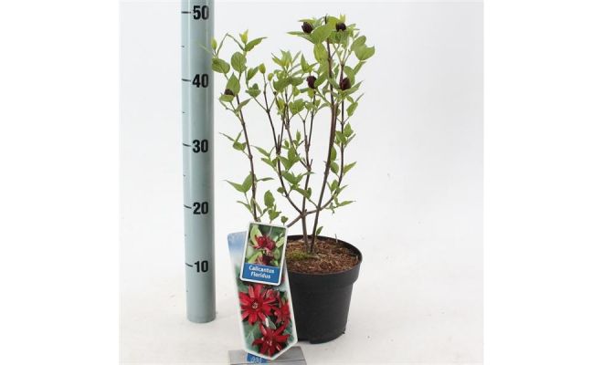 Calycanthus floridus, pot 17 cm, h 30 cm - afbeelding 1