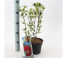 Calycanthus floridus, pot 17 cm, h 30 cm - afbeelding 1