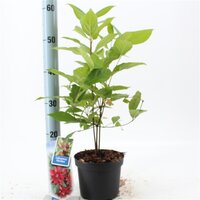 Calycanthus floridus, pot 17 cm, h 30 cm - afbeelding 2