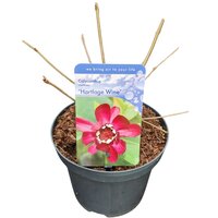 Calycanthus raulstonii Hartlage Wine, pot 19 cm, h 60 cm - afbeelding 2