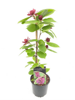 Calycanthus raulstonii Hartlage Wine, pot 19 cm, h 60 cm - afbeelding 2