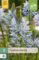 Camassia cusickii, 2 stuks