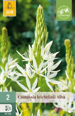 Camassia leichtlinii Alba, 2 stuks