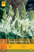 Camassia leichtlinii alba 2st - afbeelding 3