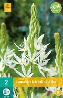 Camassia leichtlinii alba 2 stuks