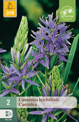Camassia leichtlinii Caerulea, 2 stuks