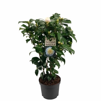 camellia jap. 'brushfield's yellow, pot 19, h 60 cm - afbeelding 1