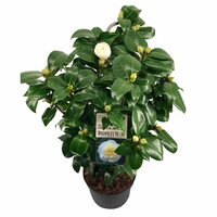 camellia jap. 'brushfield's yellow, pot 19, h 60 cm - afbeelding 2