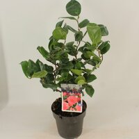 camellia jap. 'curyl lady' , pot 19, h 70 cm - afbeelding 1