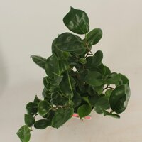 camellia jap. 'curyl lady' , pot 19, h 70 cm - afbeelding 3