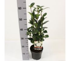 Camellia japonica dalhonega, pot 14 cm, h 40 cm - afbeelding 1