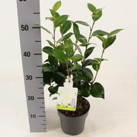 Camellia japonica dalhonega, pot 14 cm, h 40 cm - afbeelding 2