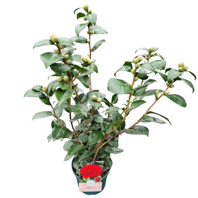Camellia japonica red, pot 17 cm, h 50 cm