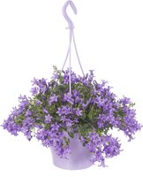 Campanula addenda ambella purple - afbeelding 3