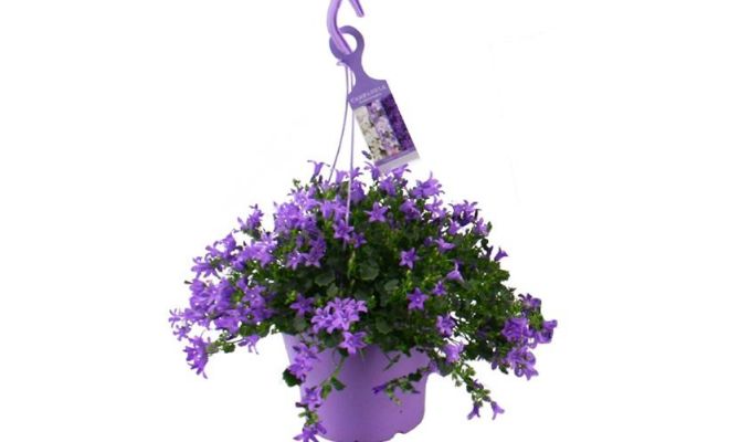 Campanula addenda ambella purple - afbeelding 1