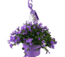 Campanula addenda ambella purple - afbeelding 1