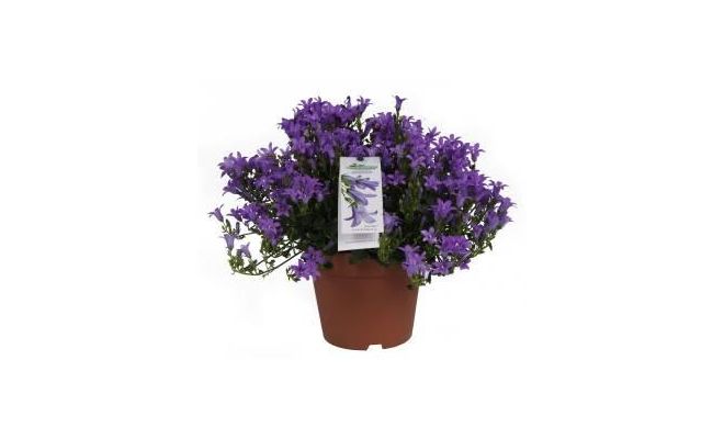 Campanula Ambella, paars, pot 10.5 cm