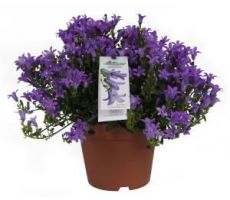 Campanula Ambella, paars, pot 10.5 cm