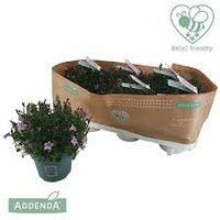 Campanula  'Ambella Pink, pot 10,5 cm, h 15 cm - afbeelding 2