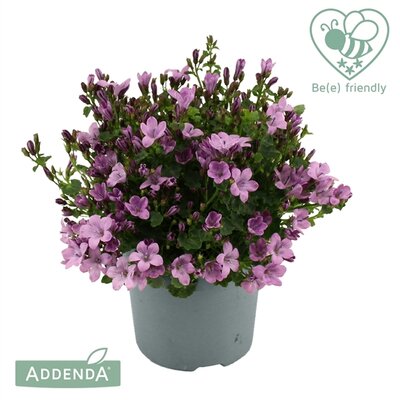 Campanula  'Ambella Pink, pot 10,5 cm, h 15 cm - afbeelding 1