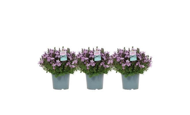 Campanula  'Ambella Pink, pot 14 cm, h 22 cm