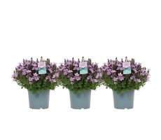 Campanula 'Ambella Pink, pot 14 cm, h 22 cm